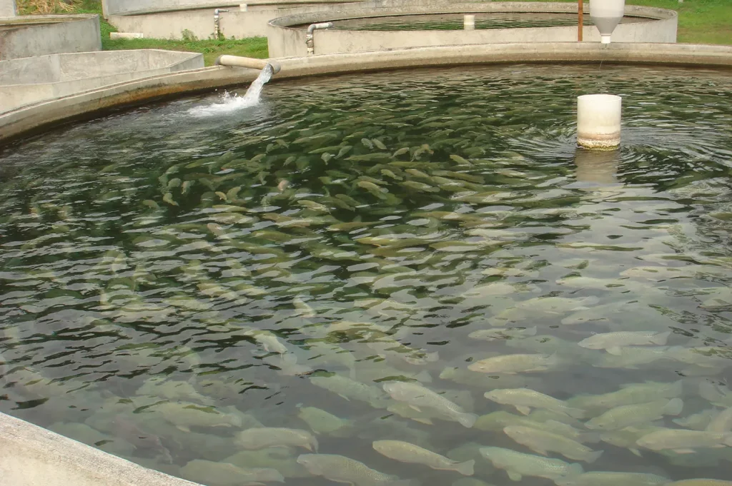 How To Improve Fish Pond Water Quality
