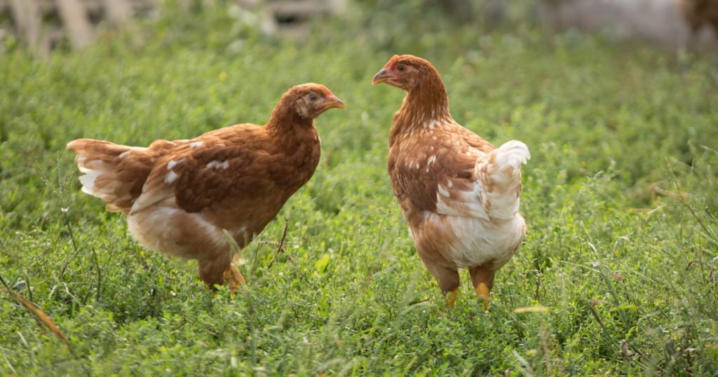 Tips on Raising Chickens In Spring