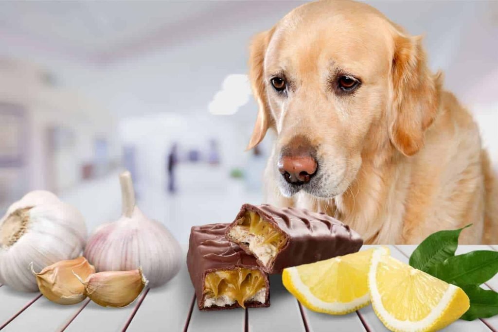Checklists Of Foods Dogs Can Not Eat