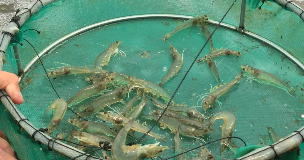 How Can Shrimp Feed Pellet Machines Help Reduce The Cost Of Shrimp Farming